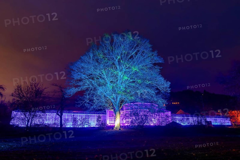 It's the most beautiful time of the year when the sparkling evening trail finally lights up Dresden's famous Pillnitz Palace & Park again. Now in its fourth year, the winter walk takes a new magical route with completely different worlds of light that never fail to surprise our visitors from previous years., Dresden, Saxony, Germany, Europe