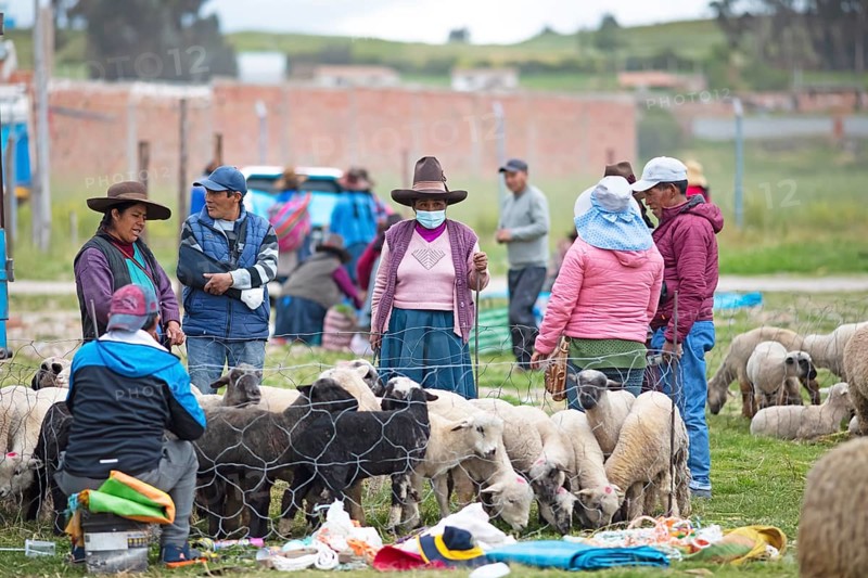 Peruvians with traditional hats looking at sheep at the Indio market in Chinchero, Cusco region, Peru, South America