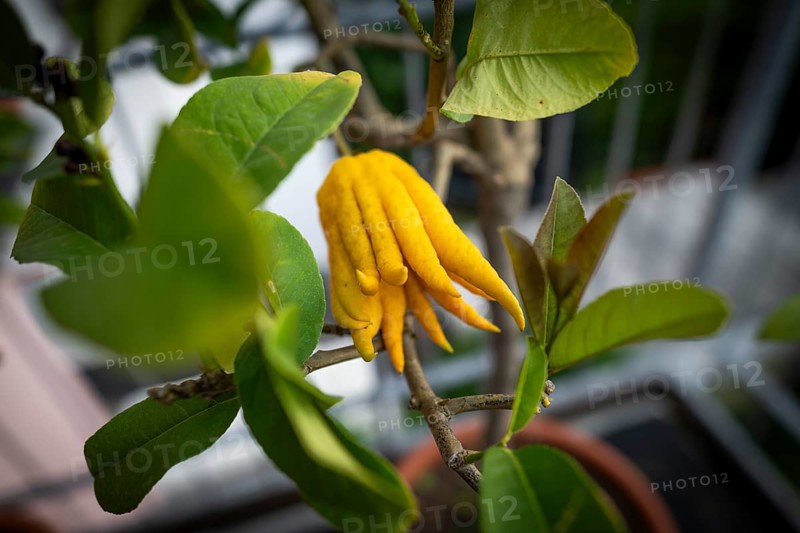 Buddha's Hand (sarcodactylis) or fingered lemon (citrus medica), unusually shaped lemon variety whose fruit is divided into finger-like sections resembling a human hand, Germany, Europe