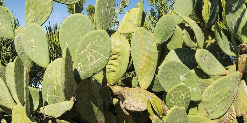 Opuntia (Opuntia), prickly pear, Tenerife, Canary Islands, Spain, Europe