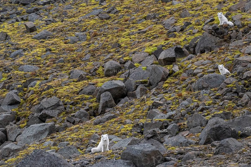 Three Arctic foxes (Vulpes lagopus) in winter coat, Straumsland, Spitsbergen, Svalbard, Norway, Europe