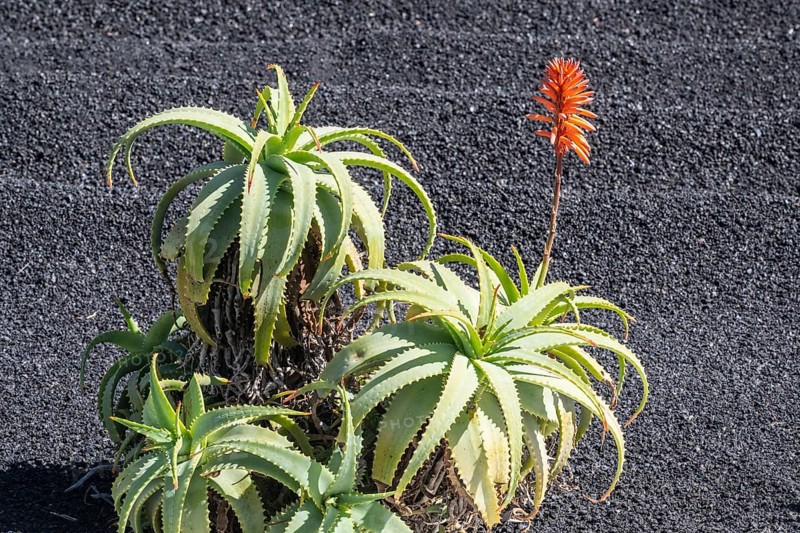 Aloe veras (Aloe vera), Lanzarote, Canary Islands, Spain, Europe