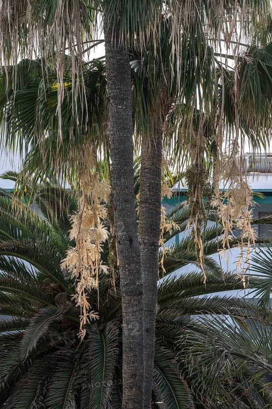 Canary Island date palm (Phoenix canariensis), flowers, Lanzarote, Canary Islands, Spain, Europe