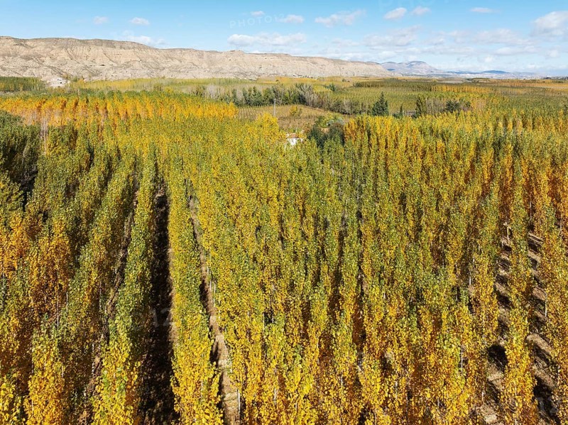 European Aspen (Populus tremula) in autumnal colours. Cultivated for timber. Aerial view. Drone shot. Granada province, Andalusia, Spain, Europe