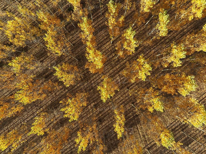 European Aspen (Populus tremula) in autumnal colours. Cultivated for timber. Aerial view. Drone shot. Granada province, Andalusia, Spain, Europe