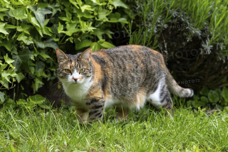 Cat, European Shorthair, domestic cat (Felis catus), in the grass, tricoloured, Baden-Württemberg, Germany, Europe