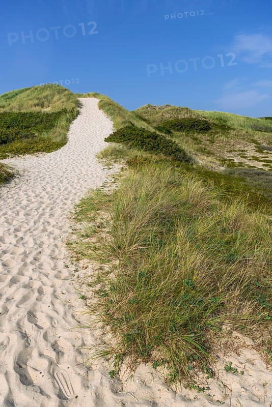 Path through the heathland, dune landscape, hiking, excursion, nature, tourism, journey, blue sky, Kampen, Sylt, Germany, Europe
