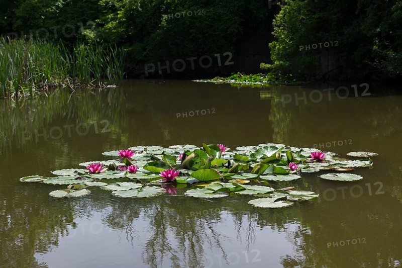 Water lilies (Nymphaea) in a rainwater retention basin in the vineyards that was created as a biotope, Pink water lily, red, Baden-Württemberg, Germany, Europe