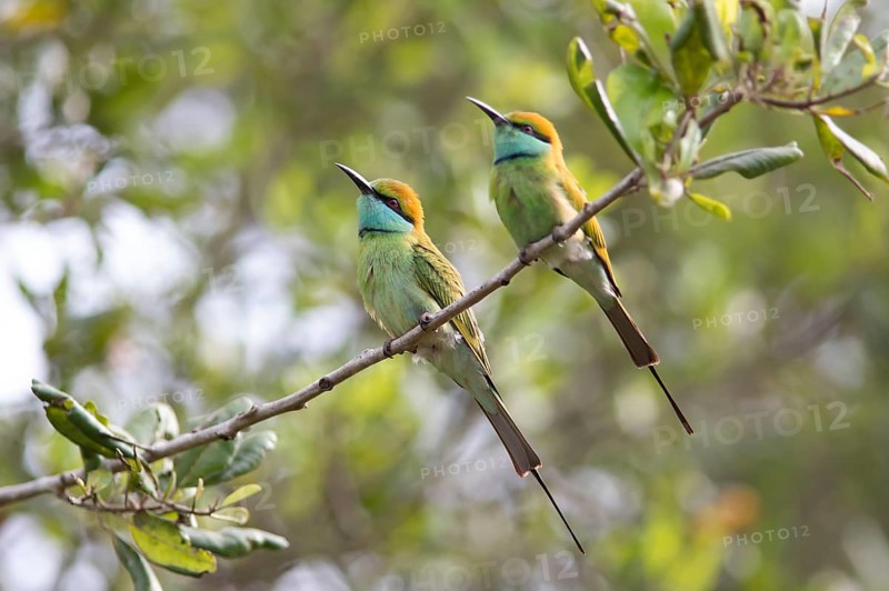 Two Bronze-crowned Emerald Bee-eaters (Merops orientalis) sitting on a branch in Yala Natioal Park, Southern Province, Sri Lanka, Asia