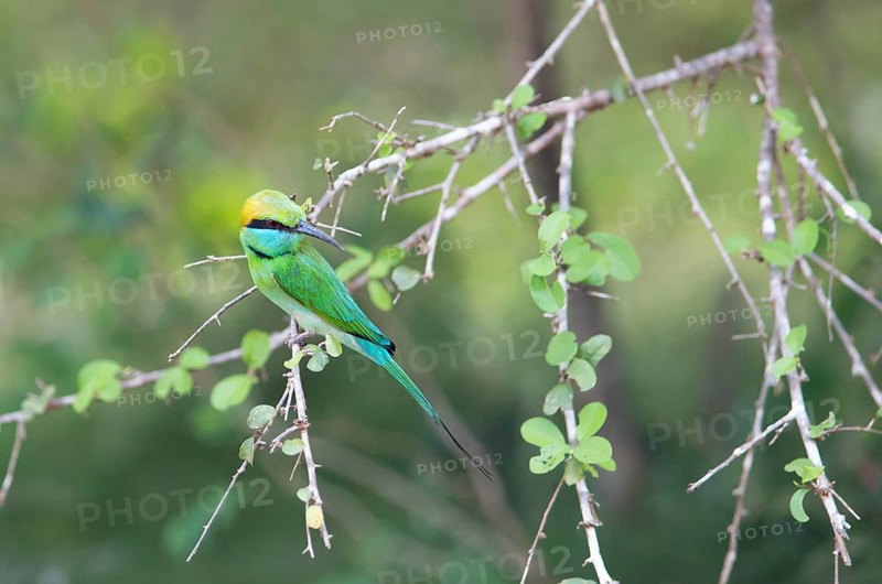 Bronze-crowned Emerald Bee-eater (Merops orientalis) sitting on a branch in Yala Natioal Park, Southern Province, Sri Lanka, Asia