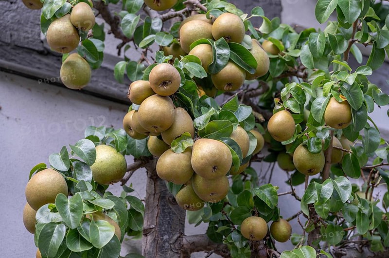 Ripe fruit on a trellis pear (Pyrus) on a residential building, Iphofen, Lower Franconia, Bavaria, Germany, Europe
