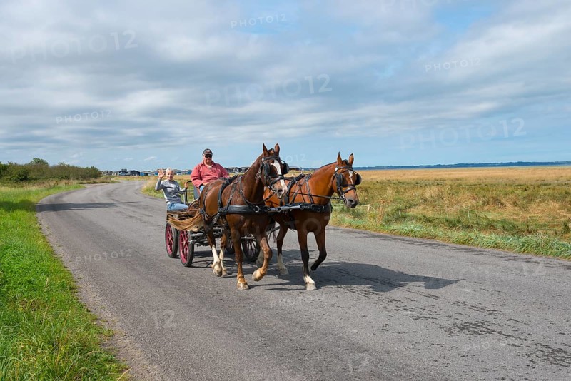 Horse-drawn carriage on a country road, surrounded by meadows and under a cloudy sky, Cherrueix, Brittany, France, Europe