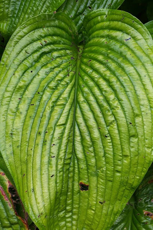 Close-up of large heart shaped Hosta leaf with insect damage in summer, Quebec, Canada, North America