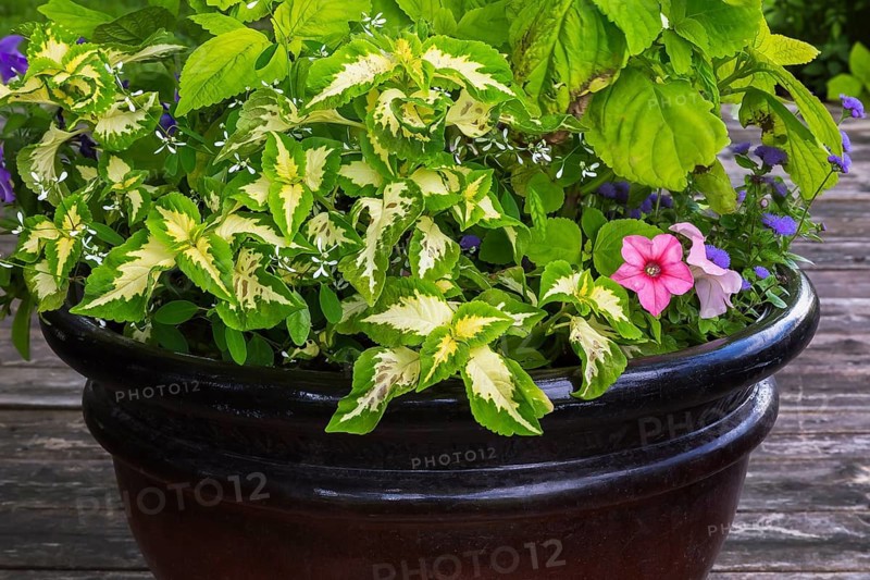 Mixed plants including Solenostemon, Coleus, pink Petunia and Ageratum houstonianum 'Aloha Blue', Floss Flower in container on wooden deck in backyard garden in summer, Quebec, Canada, North America