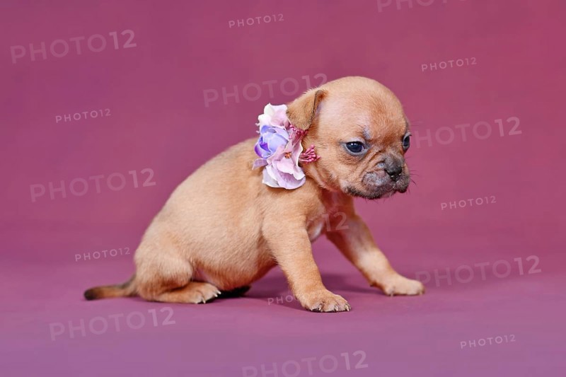 Four weeks young red fawn French Bulldog puppy with healthy long nose