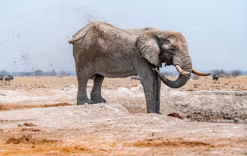 African elephant (Loxodonta africana), bathing at a waterhole, spraying water from its trunk, Nxai Pan National Park, Botswana Botswana