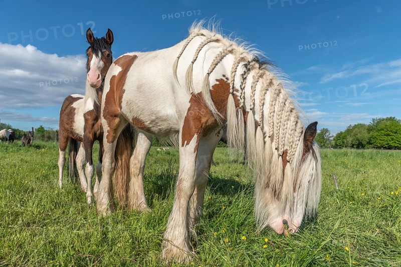 Irish Cob horse in a pasture in spring. Horse with mouth filled in pigtails