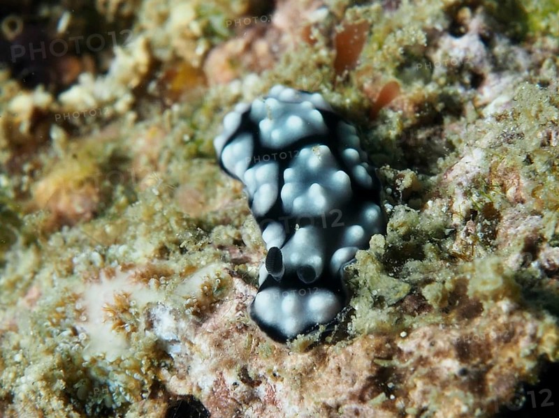Small black and white spotted nudibranch, Granulated Phyllidiella (Phyllidiella granulata), on a reef-like substrate. Dive site Prapat, Penyapangan, Bali, Indonesia, Asia