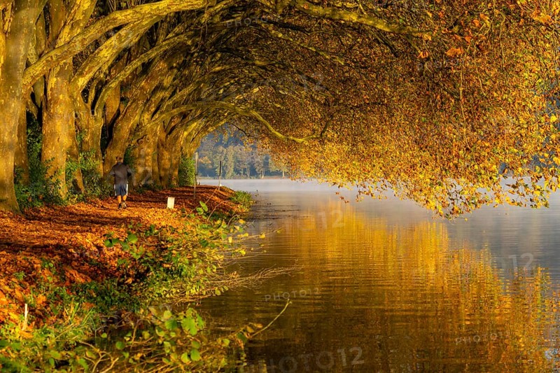 Autumn colours on the Platanen Allee, Hardenberg Ufer, lakeside path on Lake Baldeney, near Haus Scheppen, in Essen, North Rhine-Westphalia, Germany, Europe