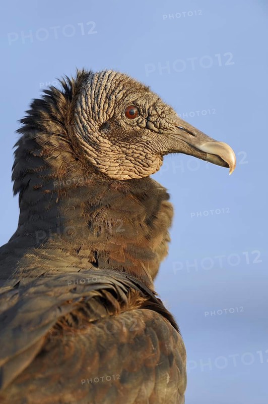 Black vulture (Coragyps atratus), portrait, Everglades National Park, Florida, USA, North America