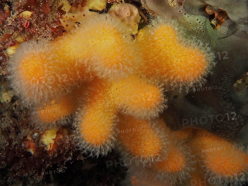 Dead man's fingers (Alcyonium digitatum), dive site Maharees Islands, Castlegregory, Co. Kerry, Irish Sea, North Atlantic, Ireland, Europe