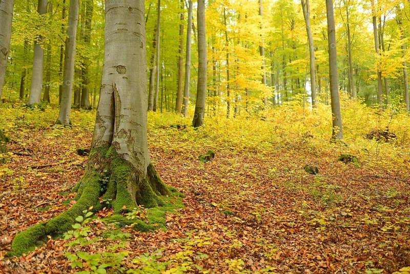 Tree with moss-covered roots in a forest filled with autumn leaves and dappled sunlight, Bavaria Forest National Park
