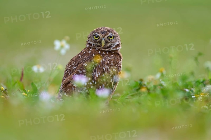 Burrowing owl (Speotyto cunicularia), sitting in a meadow, Pembroke Pines, Florida, USA, North America