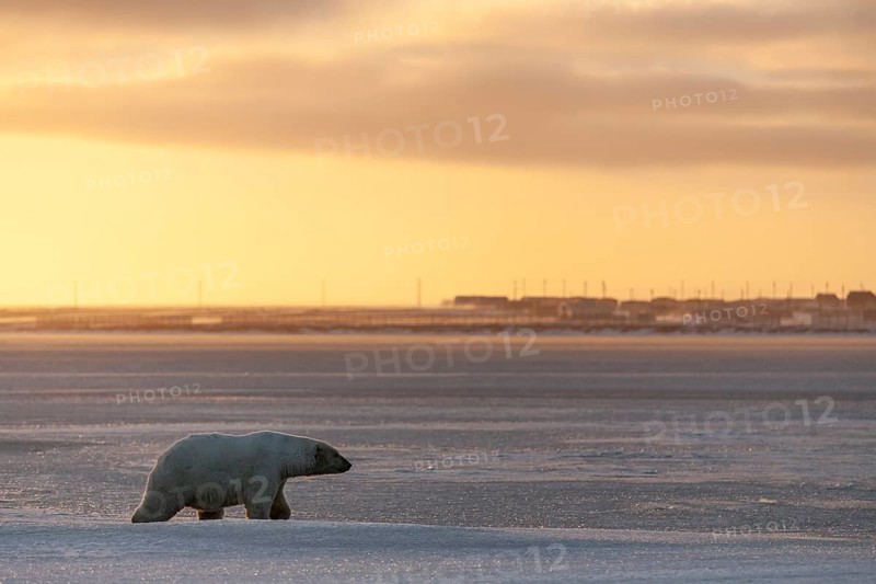 Polar bear (Ursus maritimus), walking on pack ice in front of village, evening light, Kaktovik, Arctic National Wildlife Refuge, Alaska, USA, North America