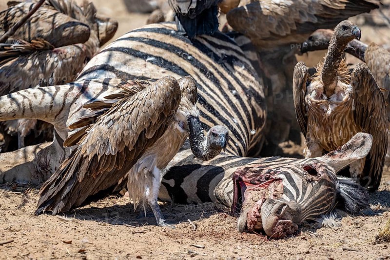 Many white-backed vulture (Gyps africanus) with bloody heads feeding on the carcass of a dead plains zebra (Equus quagga), Etosha National Park, Namibia, Africa