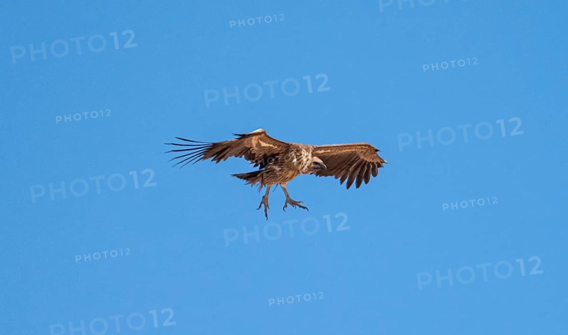 White-backed vulture (Gyps africanus) in flight against a blue sky, Etosha National Park, Namibia, Africa