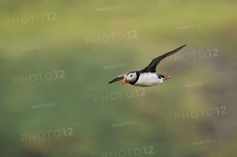 Puffin (Fratercula arctica), flying, Skomer Island, Wales, Great Britain