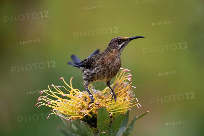 Cape Honeybird (Promerops cafer), adult, male, on flower, Protea, vigilant, Kirstenbosch Botanical Gardens, Cape Town, South Africa, Africa