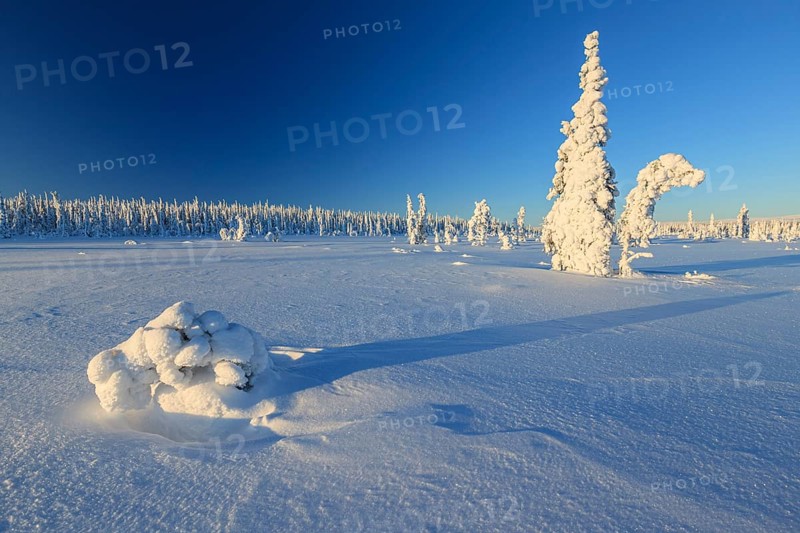 Snow-covered trees, morning light, winter landscape, winter, near Gällivare, Lapland, Sweden, Europe