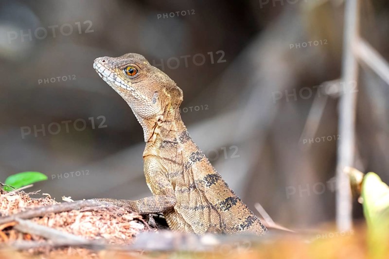 Common basilisk (Basiliscus basiliscus) adult female, Osa Peninsula, Puntarena Province, Costa Rica, Central America
