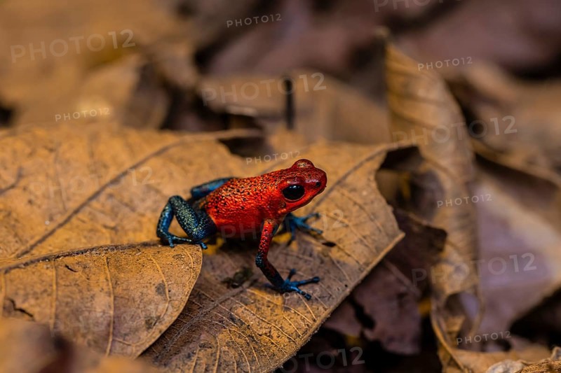 Strawberry poison-dart frog (Oophaga pumilio) sitting on a leaf, Heredia province, Costa Rica, Central America