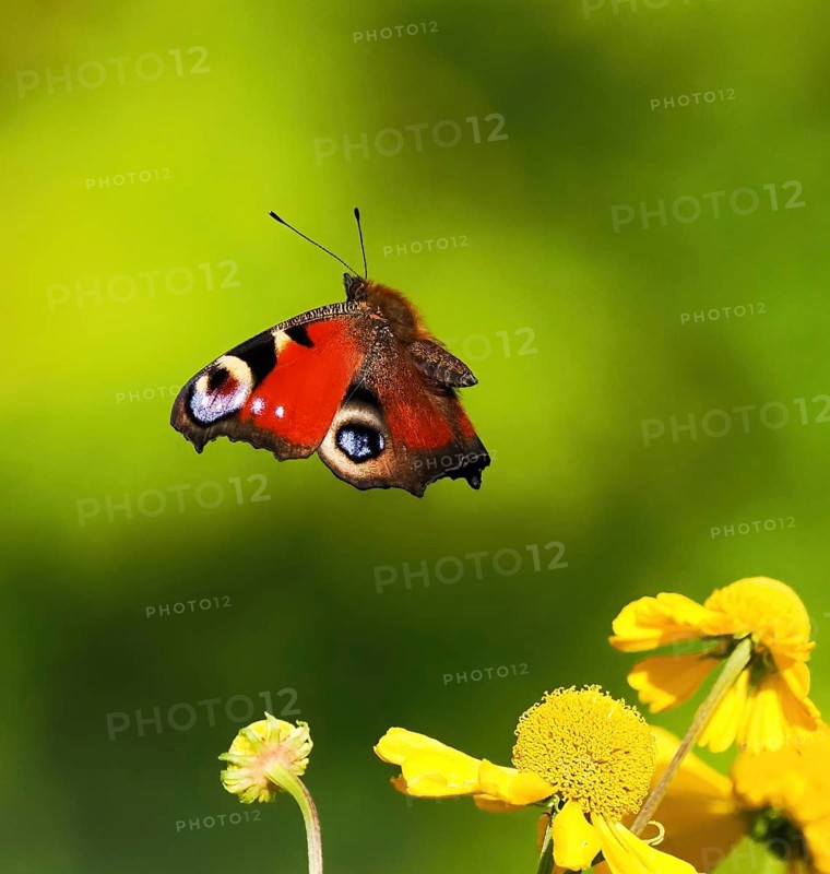 A peacock butterfly (Inachis io, Nymphalis io) flies close to yellow flowers against a green background, Hesse, Germany, Europe