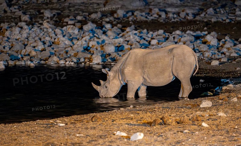 Black rhinoceros (Diceros bicornis) drinking at a floodlit waterhole at night, Okaukuejo Waterhole, Etosha National Park, Namibia, Africa