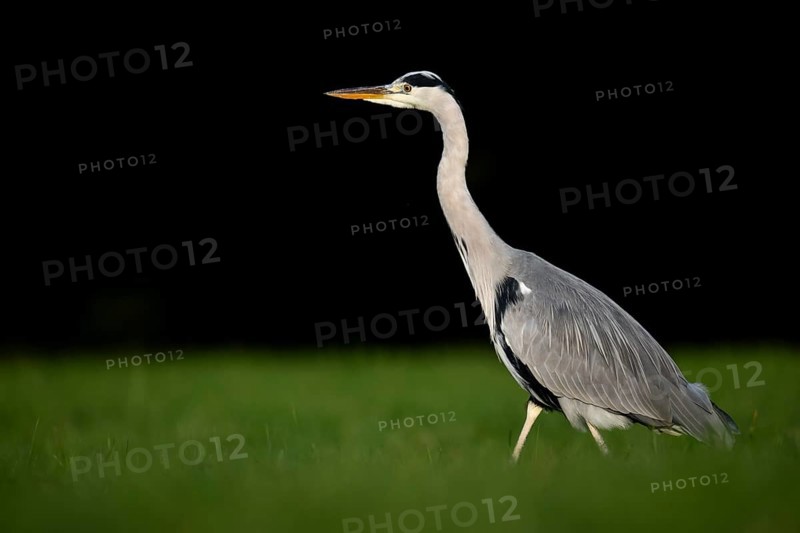 Grey heron (Ardea cinerea), animal portrait, Rosensteinpark, Stuttgart, Baden-Württemberg, Germany, Europe