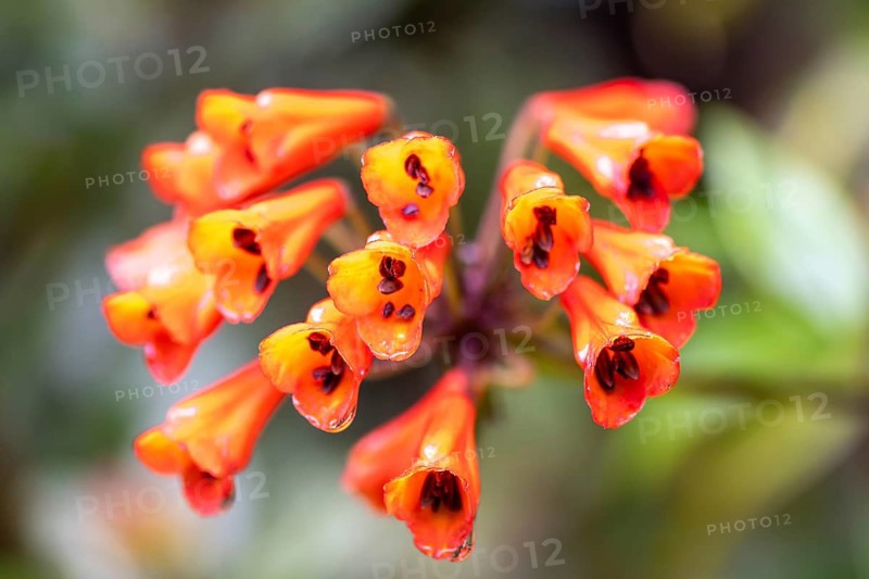 Bomarie (Bomarea), red blossom in the rainforest, Poás National Park, central highlands, Alajuela province, Costa Rica, Central America