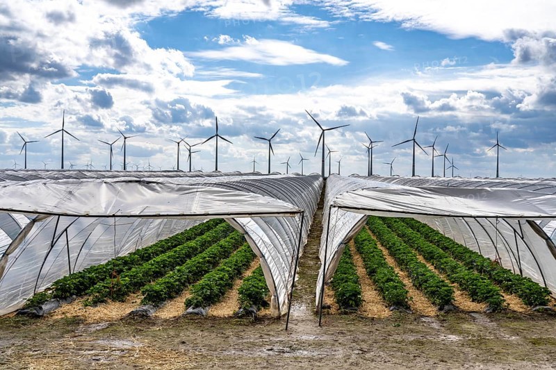Agriculture, large areas with foil tunnels, for the cultivation of strawberries, wind farm, south of Lövenich, belongs to Erkelenz, in the district of Heinsberg, North Rhine-Westphalia, Germany, Europe