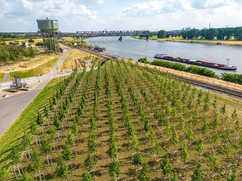 The Rheinpark in Duisburg-Hochfeld, on the Rhine, over 150 years a site for heavy industry, now a 60-hectare leisure area, over 3000 newly planted climate-resilient trees, with plenty of open space, playgrounds and sports fields, will be part of the IGA2027, North Rhine-Westphalia, Germany, Europe