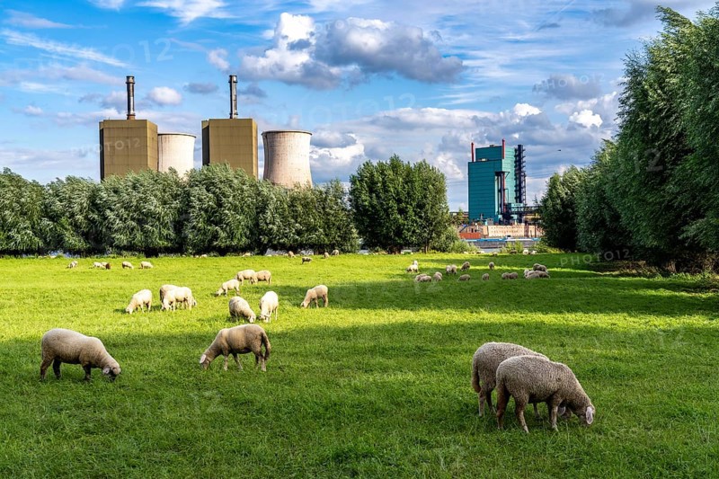 Duisburg Friemershein, sheep on a pasture in the floodplain along the Rhine, pollard willow trees, nature reserve Rheinaue Friemersheim, in the background the gas-fired power plant Duisburg-Huckingen, operated by RWE, on the site of Hüttenwerke Krupp Mannesmann, on the other side of the Rhine, North Rhine-Westphalia, Germany, Europe