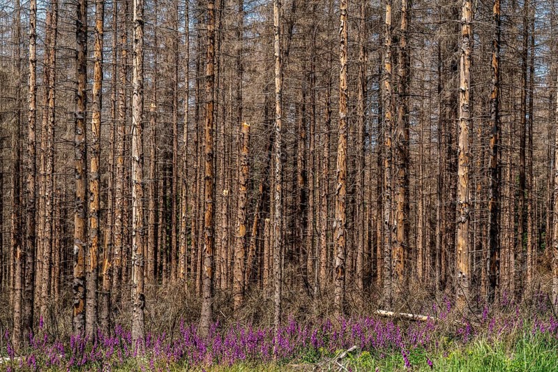 Dead spruce forest in the Eggegebirge, near Lichtenau, Common foxglove growing, Paderborn district, North Rhine-Westphalia, Germany, Europe