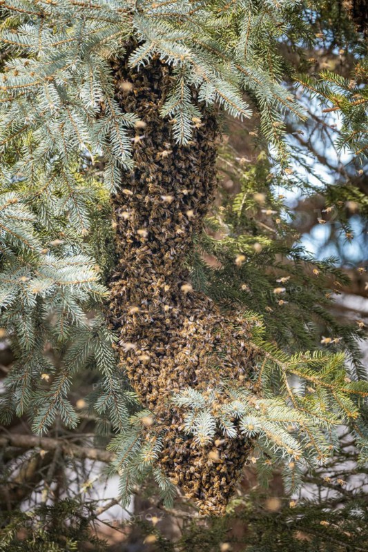 A dense swarm of bees (Apis) surrounds branches of a spruce (Picea), Ternitz, Lower Austria, Austria, Europe