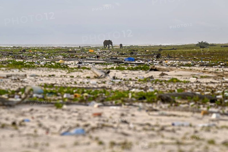 African forest elephants (Loxodonta cyclotis) rummaging through plastic waste on a beach in Loango National Park, Parc National de Loango, Ogooué-Maritime Province, Gabon, Africa