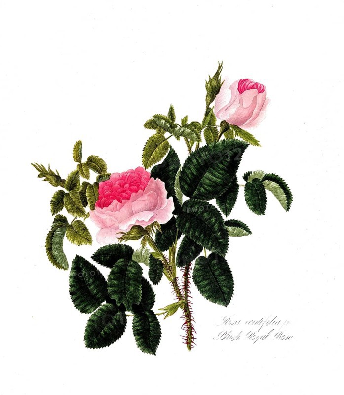 Rosa centifolia, Rose, Old rose, Rose cultivar, Illustration from 1799, Historic, digitally restored reproduction from a 19th century original, Record date not stated