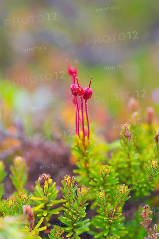 Young blue heath (Phyllodoce caerulea), bud, vertical format, Tynset, Innlandet, Norway, Europe