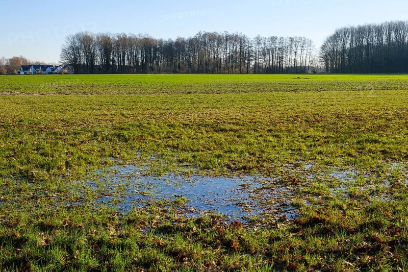 Large puddle in a field at the edge of a forest, flooding, Kurler bush, Dortmund, Ruhr area, North Rhine-Westphalia, Germany, Europe