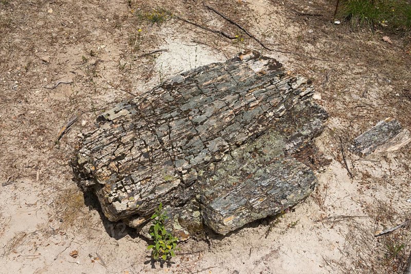 Petrified tree trunk on sandy soil, surrounded by small plants and soil, Petrified forest, Lefkimis, Eastern Macedonia and Thrace, Greece, Europe