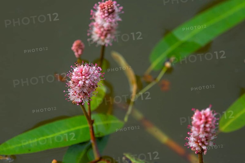 Water knotweed (Persicaria amphibia), Bavaria, Germany, Europe